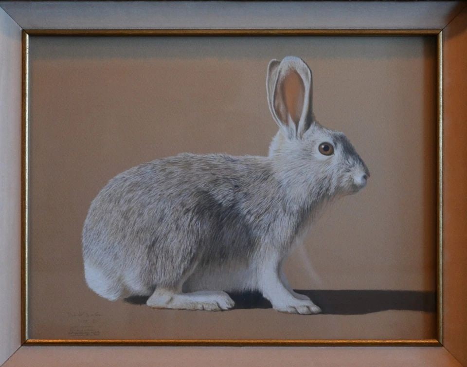 DAVID BOLES (1947-) EXQUISITE DRAWING DESERT COTTONTAIL RABBIT - FRAMED (1 of 2)