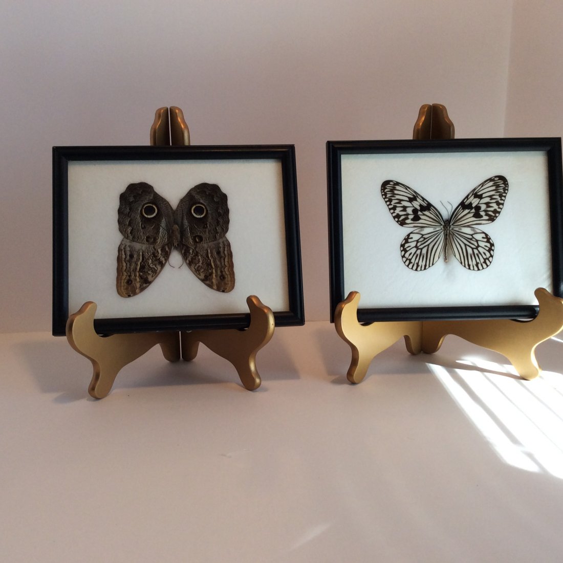 Large Owl and Spider Mimic Butterfly and Zebra Mimic: 2 wonderful Mimic butterfly's the large owl and spider butterfly is 9" by 7" look for the spider and #2 is a zebra Mimic 9" by 7 "
