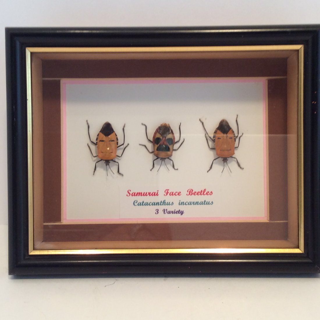 Japanese Samurai Fase Beetles very rare odditties: Very rare odditties Framed 3 Samurai fase Beatles 3 Variety 7." By 5.5" by 1.5"