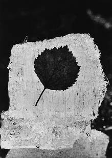 Mario De Biasi - Untitled (Leaf on ice): Vintage gelatin silver print cm 39,6 x 27,5 Photographer's credit stamp on the verso