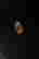 item-121544605=3