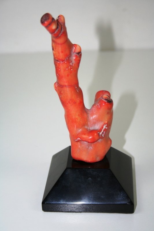 Red Coral (1 of 1)