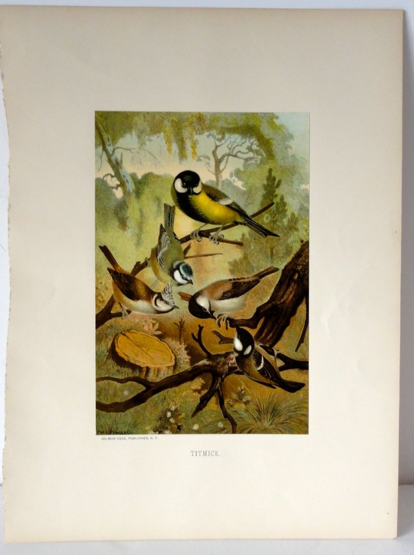 Titmice Print, 1885 (1 of 6)