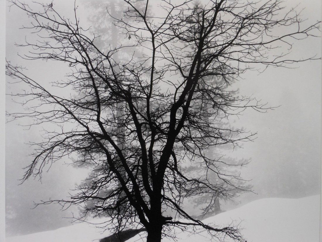 Robert (Bob) Werling , vintage photograph - "Tree in (1 of 4)