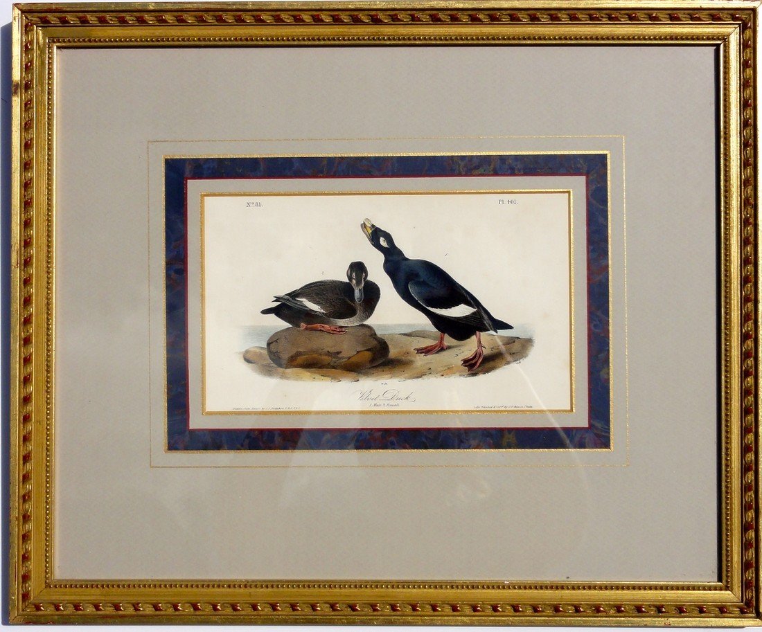 Audubon's Velvet Duck, C. 1840 (Framed) (1 of 4)