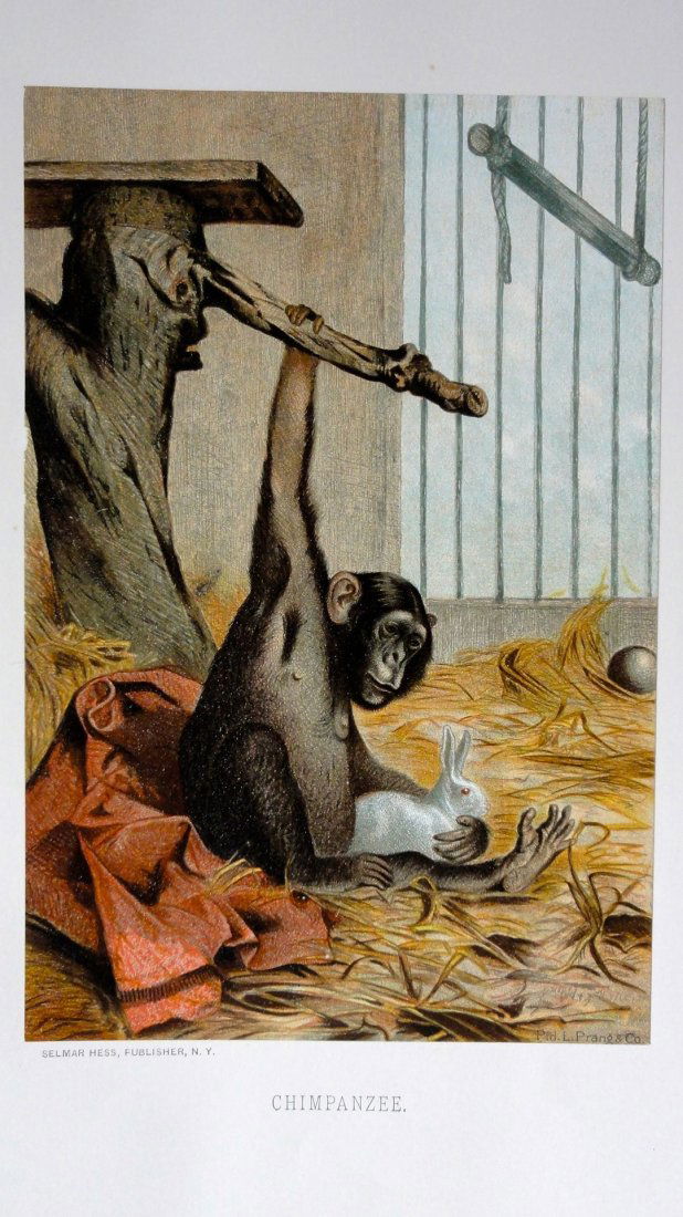 Chimpanzee Print, 1885 (1 of 3)