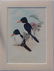 Kingfishers by John Gould, 1840