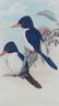 Kingfishers by John Gould, 1840 - 2