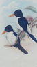 Kingfishers by John Gould, 1840 - 3