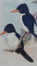 Kingfishers by John Gould, 1840 - 4