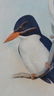 Kingfishers by John Gould, 1840 - 5