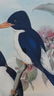 Kingfishers by John Gould, 1840 - 6