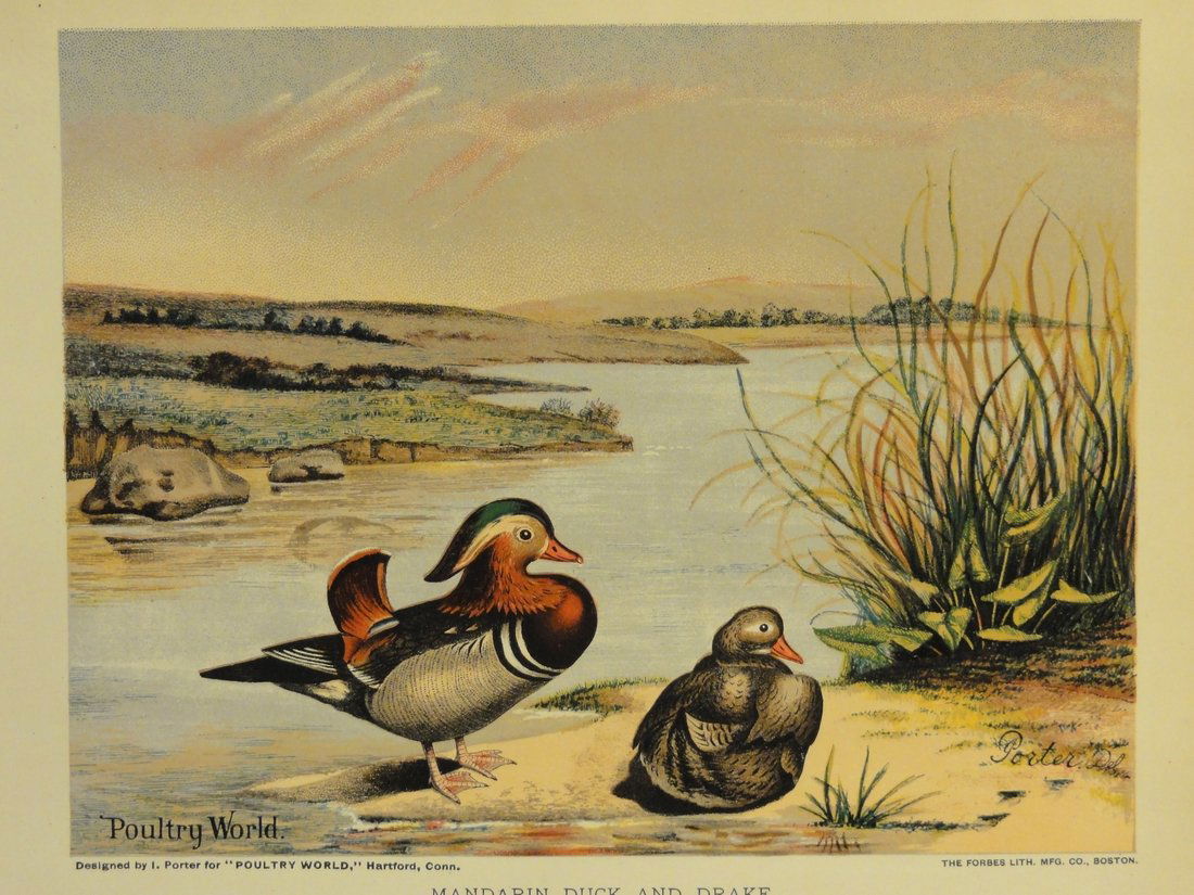 Mandarin Duck & Drake (1 of 4)