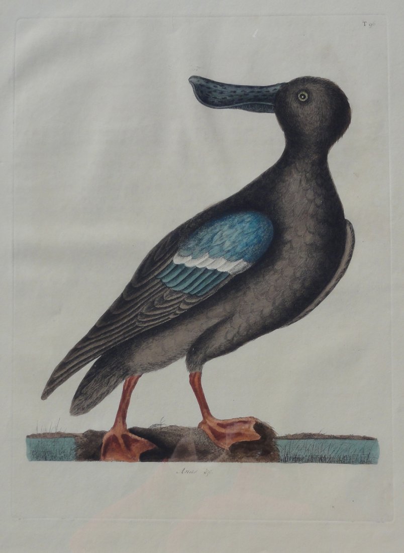 Blue Winged Shoveller by Catesby, 1815: An original etching by Mark Catesby on Whatman paper, 1815. Dimensions: 22 1/2? x 18 1/2" This item ships from Ocean View, DE.