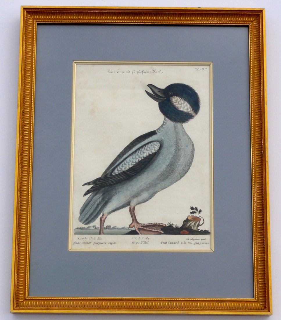 Bufflehead by Mark Catesby, 1749: An original hand colored etching by Mark Catesby, Seligmann Edition, circa 1749. It comes displayed in a wood frame and is in good vintage condition. Dimensions: 16? x 20" This item ships from Ocean V