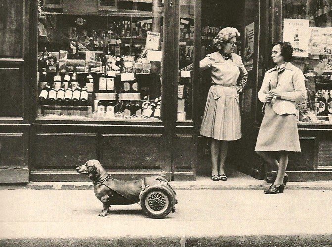 Doisneau, Robert - Dog on Wheels (1 of 1)