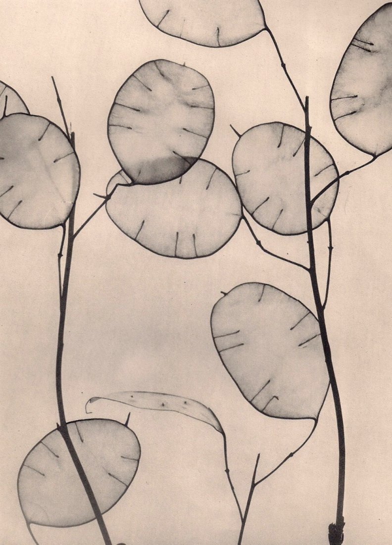 Zielke, Willy - "Money Plant Seedpods" (1 of 1)