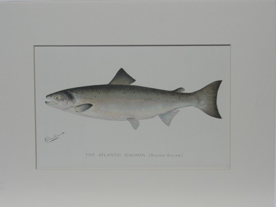Atlantic Salmon, 1880 (1 of 4)