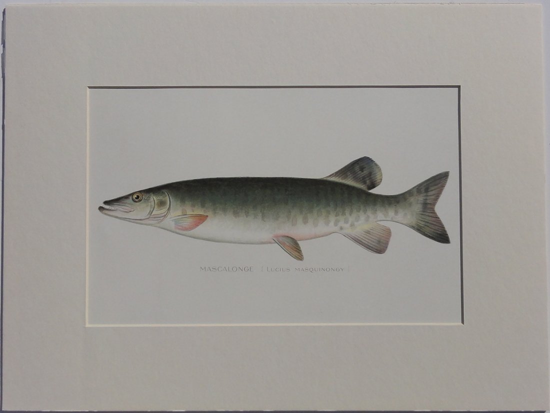 Mascalogue, 1902 (1 of 4)