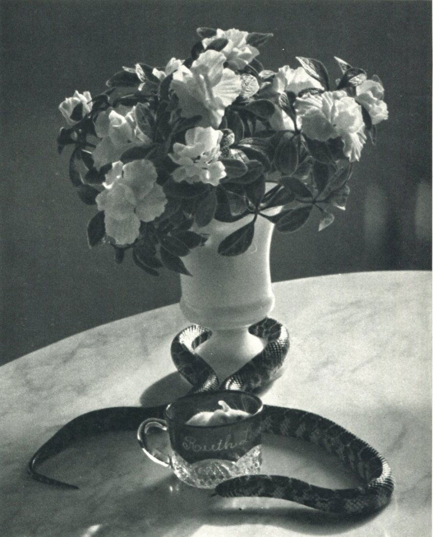 Kertesz, Andre - Still Life with Snake (1 of 1)