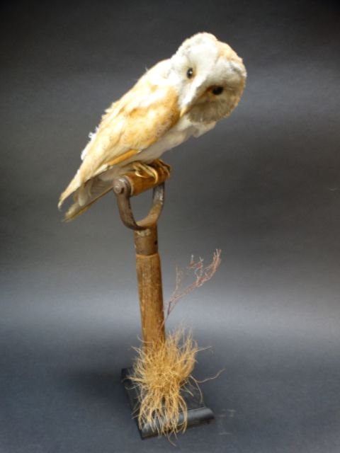 Vintage Taxidermy: Barn Owl on a Shovel Handle (1 of 5)