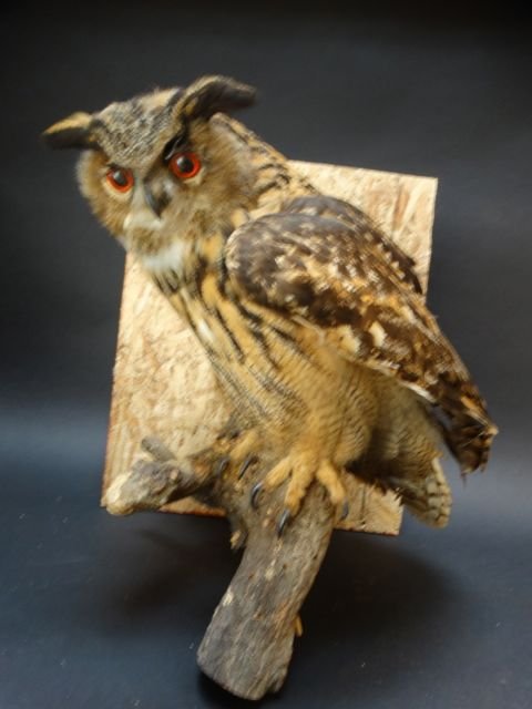 Vintage Taxidermy: Eagle Owl (1 of 7)