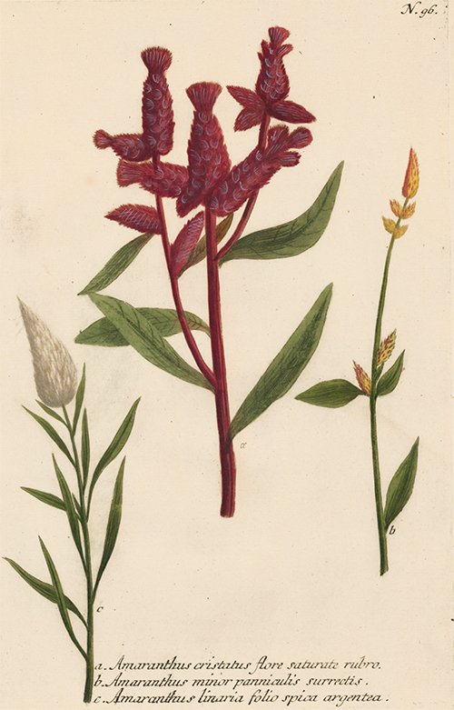 Amaranth by Johan Weinmann (1 of 1)