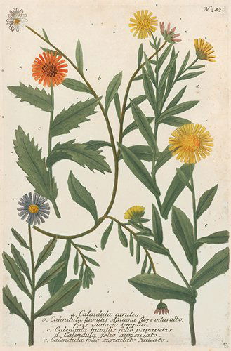 Calendula by Johan Weinmann (1 of 1)