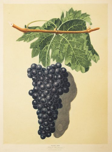 Black Grapes by George Brookshaw: Pomona Britannica. London, T. Bensley, for the Author, 1804-1812. Original color-printed aquatint with stipple engraving, finished by hand. Sheet size: 21 1/4 x 17 1/2 in. No Reserve This item ships f
