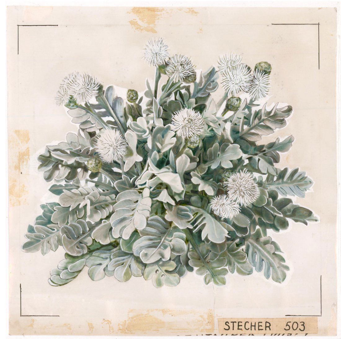 Centaurea, Dusty Miller Watercolor (1 of 3)