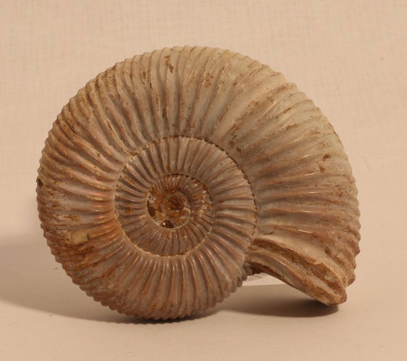 Perisphinctes boweni ammonite Fossil Jurassic Period (1 of 4)