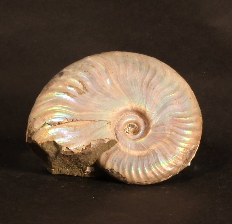 Opalized Ammonite fossil (1 of 2)