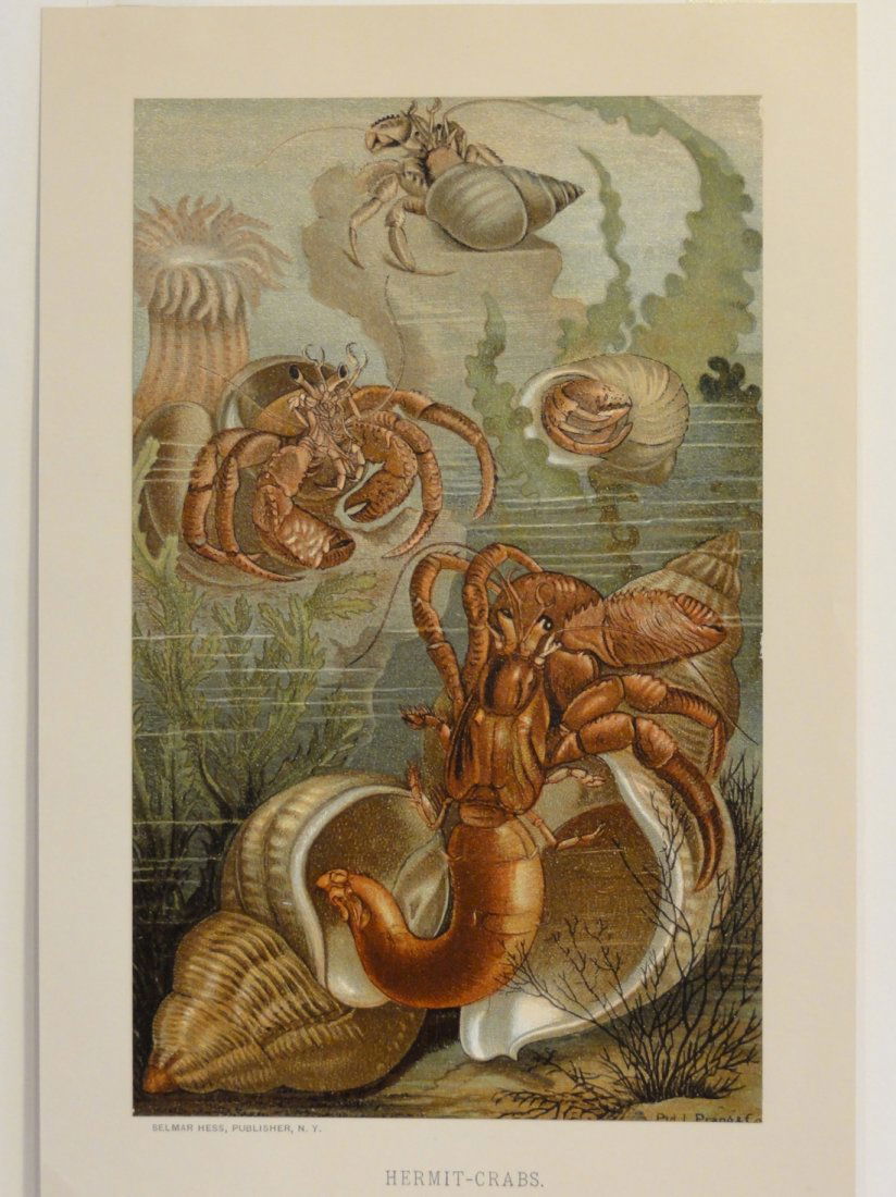 Hermit Crabs, 1885 (1 of 2)