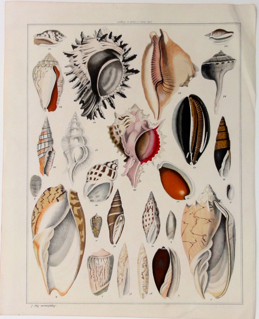 Shell Variety, C. 1840 (1 of 6)