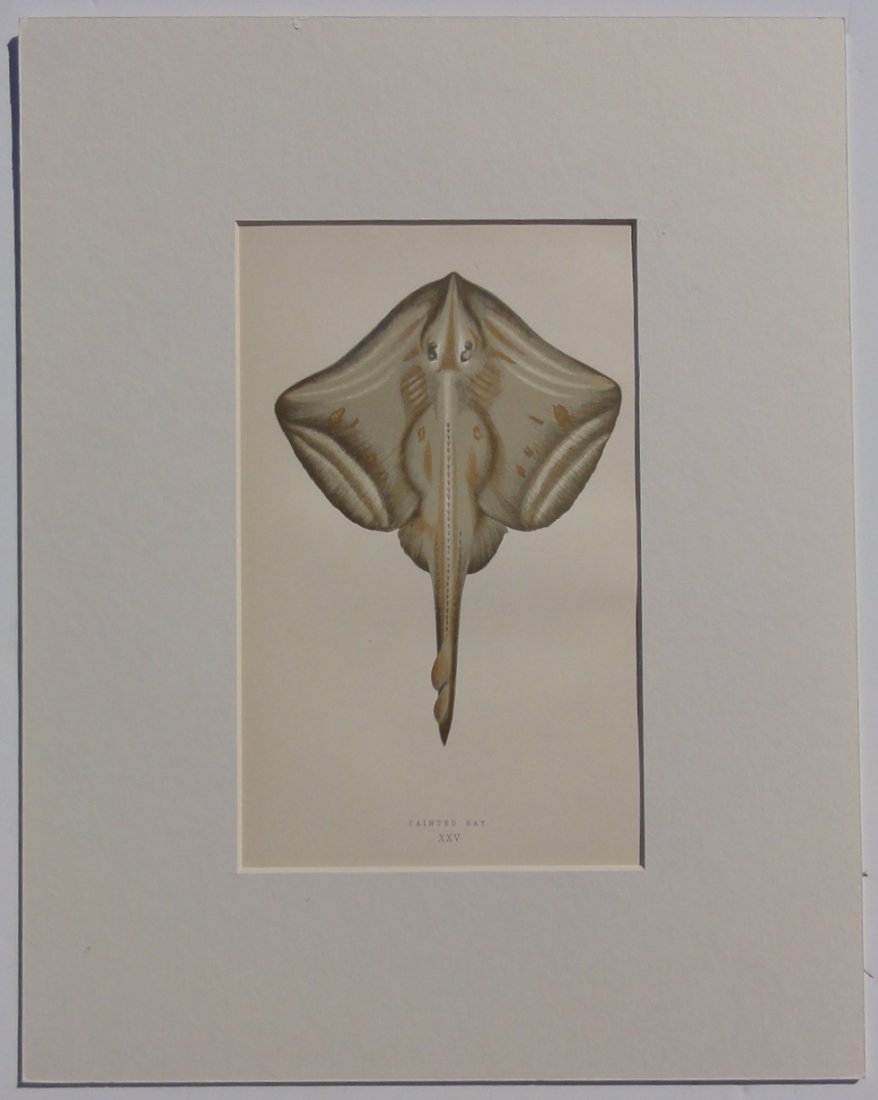 Painted Ray, 1877: Original chromolithograph from "Fishes of the British Islands" by Jonathan Couch, 1877. No Reserve