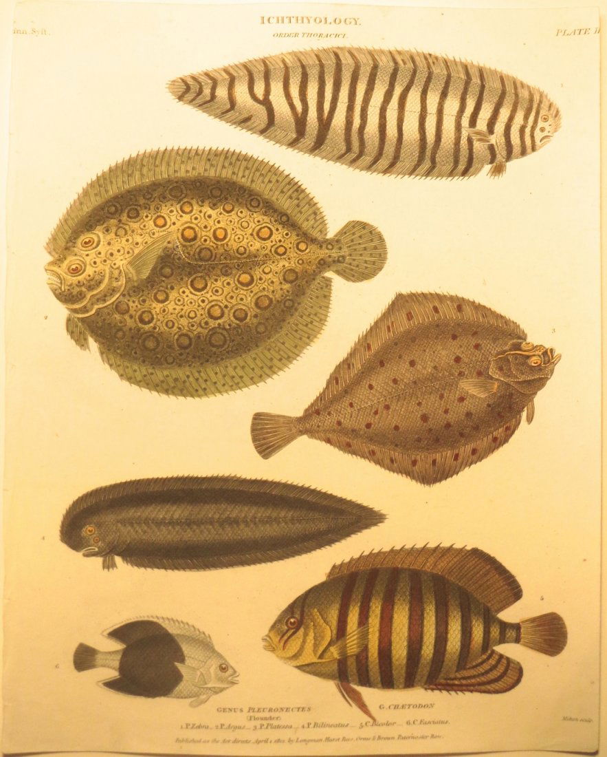 Flounders and Butterflyfish by Rees, 1812 (1 of 2)