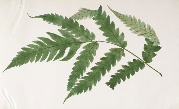 Japanese Fern Watercolor (1 of 1)