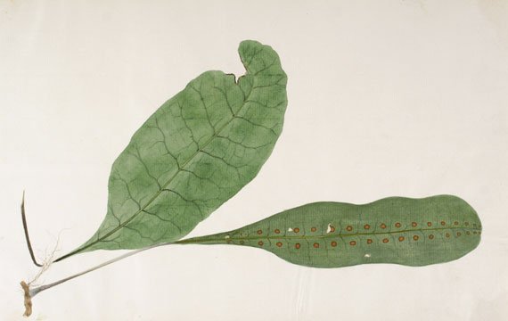 Japanese Fern Watercolor (1 of 1)