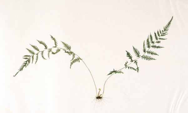 Japanese Fern Watercolor (1 of 1)