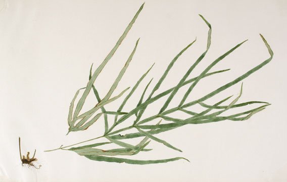 Japanese Fern Watercolor (1 of 1)