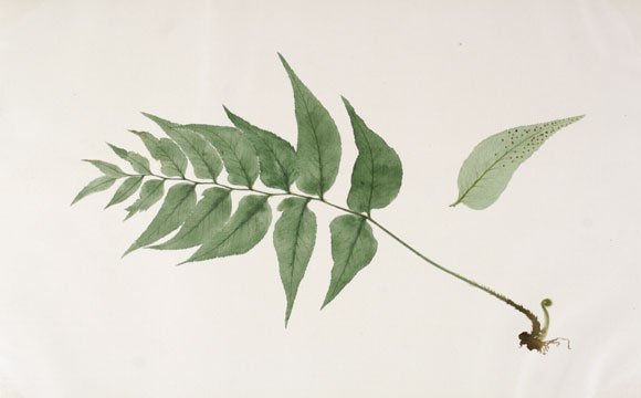 Japanese Fern Watercolor (1 of 1)