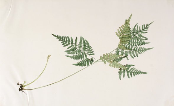 Japanese Fern Watercolor (1 of 1)