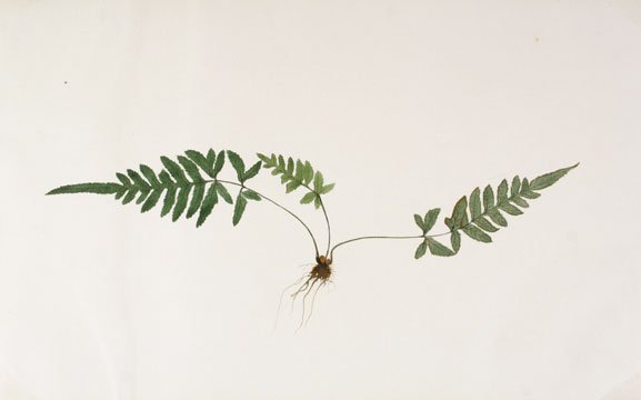 Japanese Fern Watercolor (1 of 1)