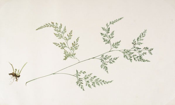 Japanese Fern Watercolor (1 of 1)