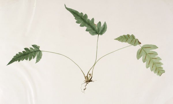 Japanese Fern Watercolor (1 of 1)