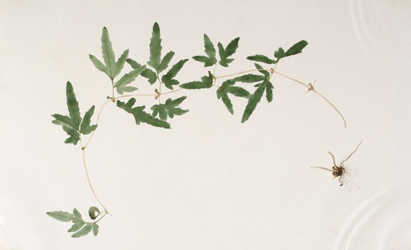 Japanese Fern Watercolor (1 of 1)
