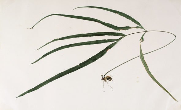 Japanese Fern Watercolor (1 of 1)