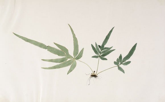 Japanese Fern Watercolor (1 of 1)