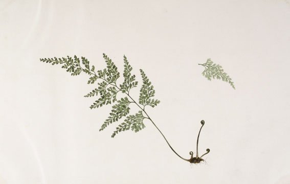 Japanese Fern Watercolor (1 of 1)