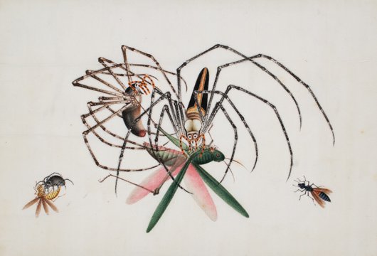 Insects and Spiders. (1 of 1)